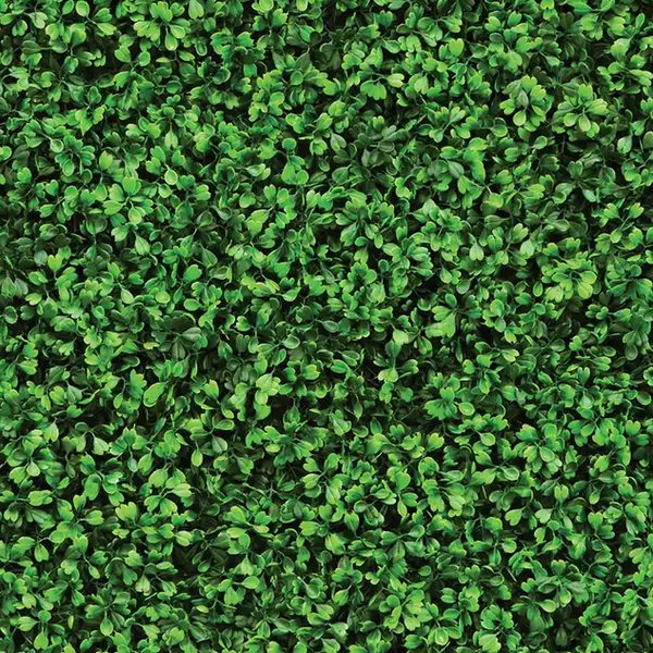 Green boxwood hedge backdrop