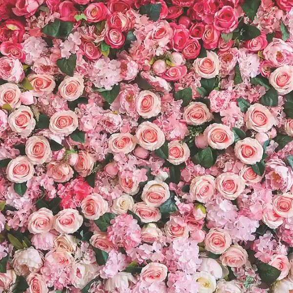Wall of pink and blush roses